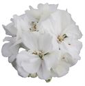 Afbeelding van Geranium Staand P12 Moonlight sailing